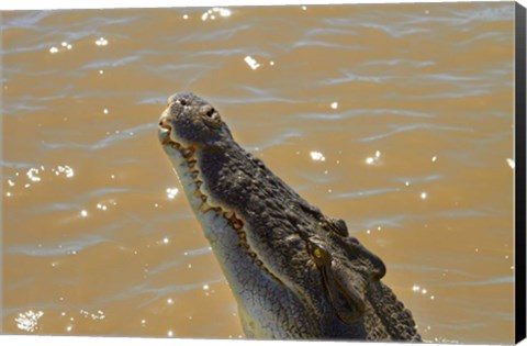 Framed Jumping Crocodile Cruise, Adelaide River, Australia Print