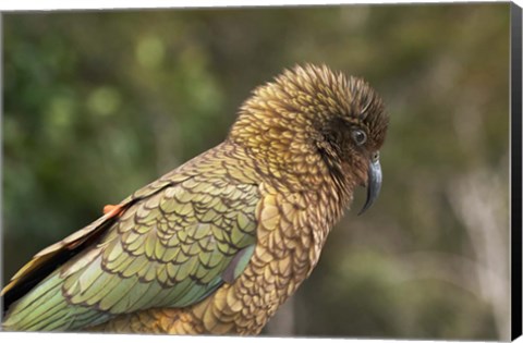 Framed Kea, New Zealand Alpine Parrot, South Island, New Zealand Print