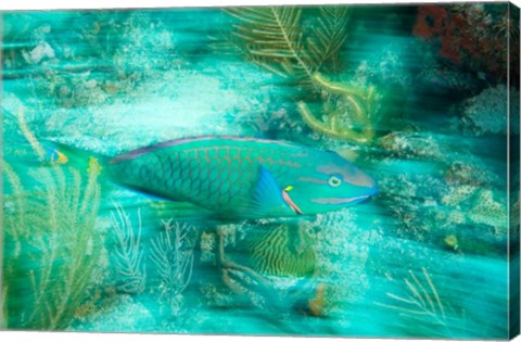 Framed Stoplight Parrotfish, Virgin Gorda Island, British Virgin Islands, Caribbean Print