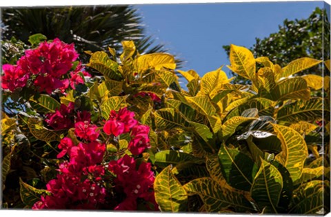 Framed Bougainvillea flowers, Bavaro, Higuey, Punta Cana, Dominican Republic Print