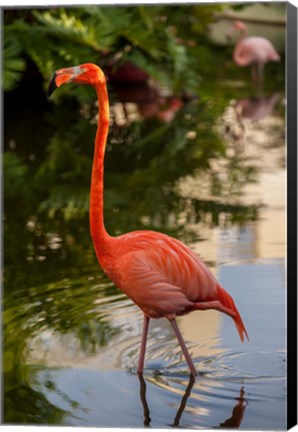 Framed Pink flamingo, Bavaro, Higuey, Punta Cana, Dominican Republic Print