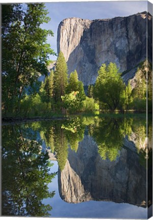 Framed El Capitan reflected in Merced River Yosemite NP, CA Print