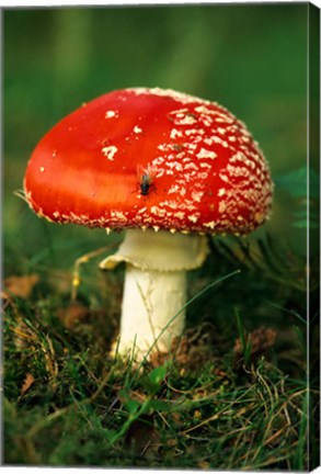 Framed UK, Fly Agaric mushroom fungi Print