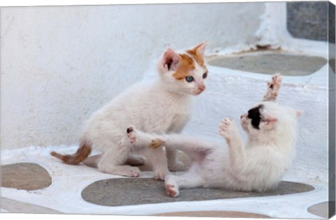 Framed Kittens Playing, Mykonos, Greece Print