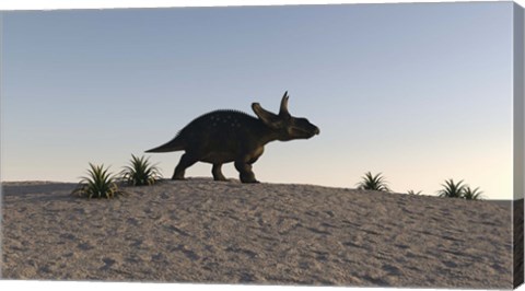 Framed Triceratops Walking across a Barren Landscape 1 Print