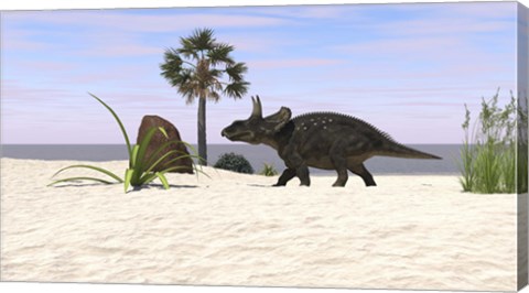 Framed Triceratops Walking along a Prehistoric Beach Landscape Print