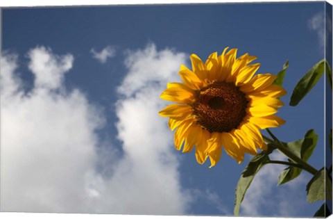 Framed Sunflower field in Loire Valley France Print