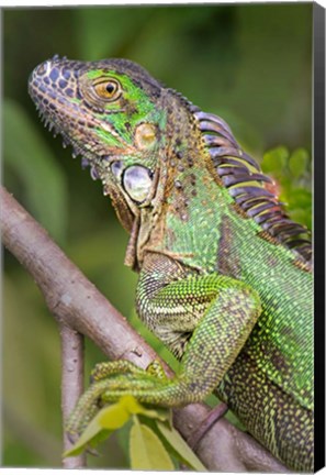 Framed Green Iguana, Sarapiqui, Costa Rica Print