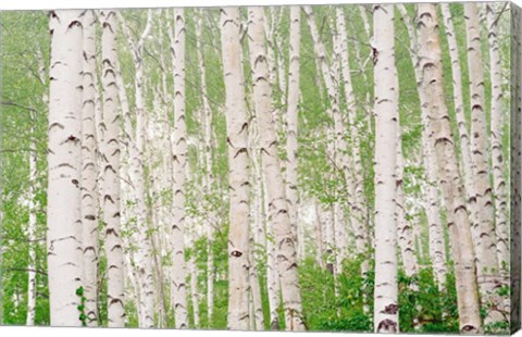 Framed Aspen Trees Print