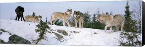 Framed Gray wolves, Massey, Ontario, Canada Print