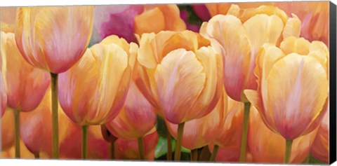 Framed Summer Tulips Print