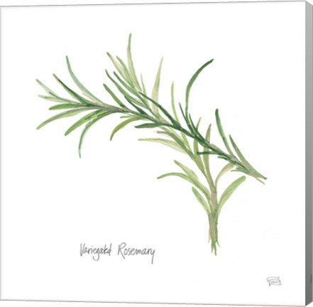 Framed Variegated Rosemary Print