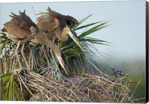 Framed Great Blue Heron chicks in nest looking for bugs, Florida Print