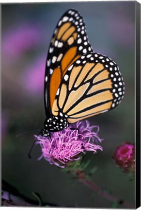 Framed Monarch Butterfly on Northern Blazing Star Flower, New Hampshire Print