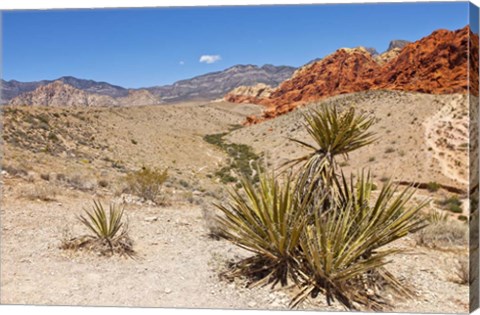 Framed Cactus, Red Rock Canyon National Conservation Area,  Las Vegas, Nevada Print