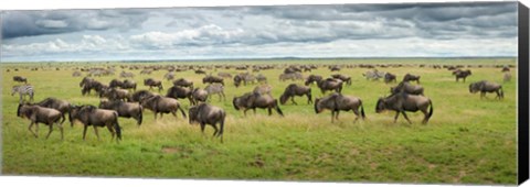 Framed Great Migration In Serengeti Plains Print