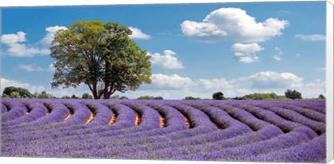 Framed Lavender Field in Provence, France Print