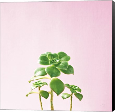 Framed Succulent Simplicity IX on Pink Print
