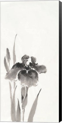 Framed Japanese Iris III Print