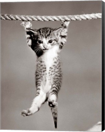 Framed 1950s Little Kitten Hanging From Rope Print