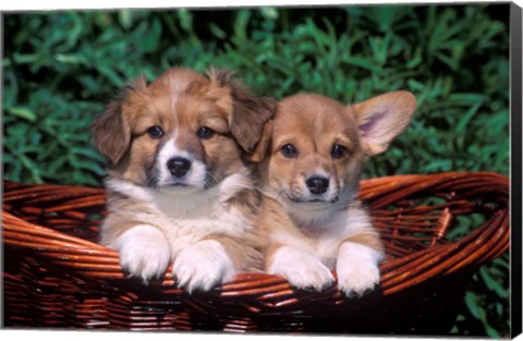 Framed Two Welsh Corgi Puppies In Basket Print