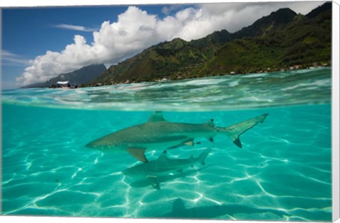 Framed Sharks in the Pacific Ocean, Moorea, Tahiti, French Polynesia Print