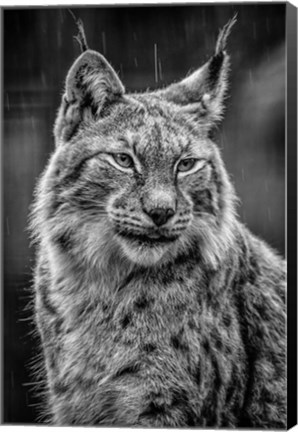Framed Lynx in the Rain - Black &amp; White Print