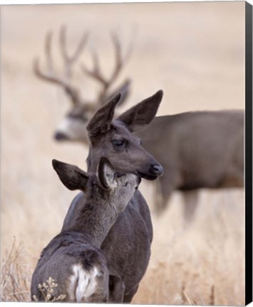 Framed Dark Mule Deer Doe Print