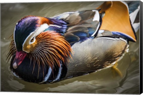 Framed Mandarin Duck III Print