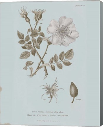 Framed Conversations on Botany IV Blue Print