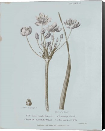 Framed Conversations on Botany II Blue Print