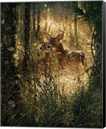 Framed Whitetail Deer - A Golden Moment Print