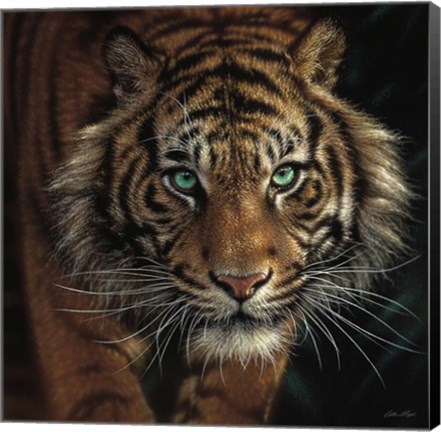 Framed Eye of the Tiger - Square Print