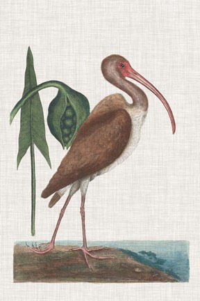 Framed Catesby Heron V Print
