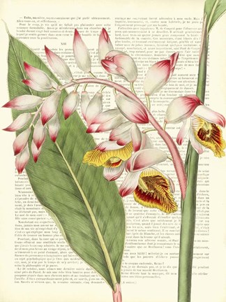 Framed Vintage Botany II Print