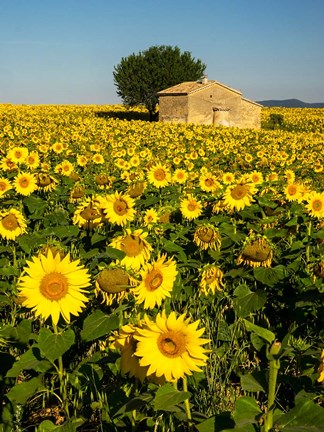 Framed France, Provence, Old Farm House In Field Of Sunflowers Print