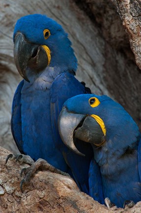 Framed Brazil, Pantanal Wetlands, Hyacinth Macaw Mated Pair On Their Nest In A Tree Print
