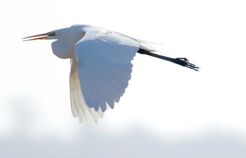 Framed Great Flying Egret Print