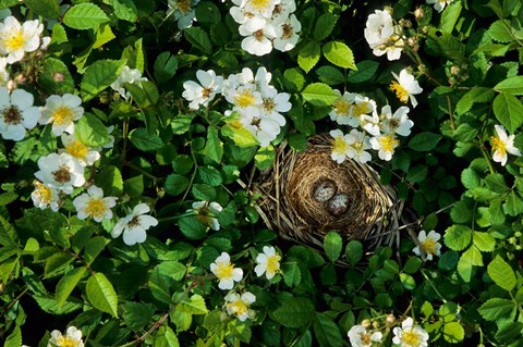 Framed Song Sparrow Nest With Eggs, IL Print