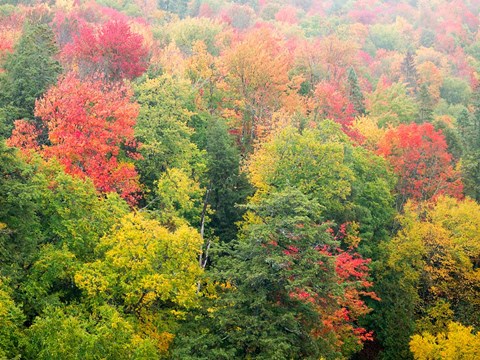 Framed Forest Above The Cut River Bridge, Michigan Print