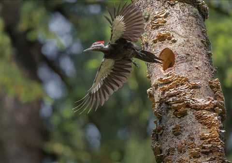 Framed Female Pileated Woodpecker Flies From Nest In Alder Snag Print