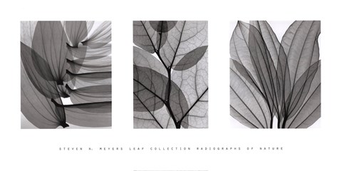 Framed Leaf Collection Print