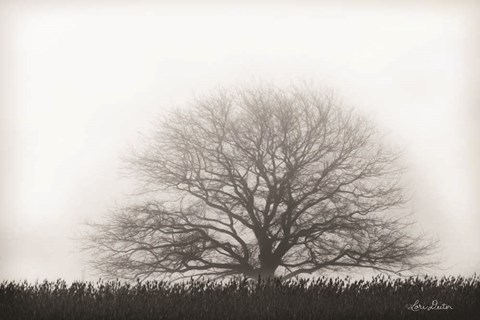 Framed Foggy Old Tree Print