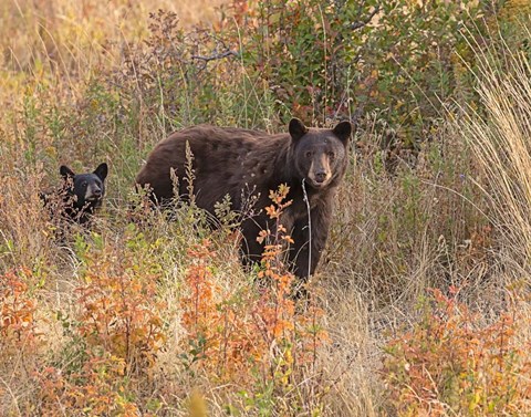 Framed Black Bear Sow and Cub Print