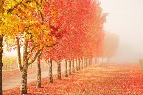 Framed Fall Trees in the Mist Print