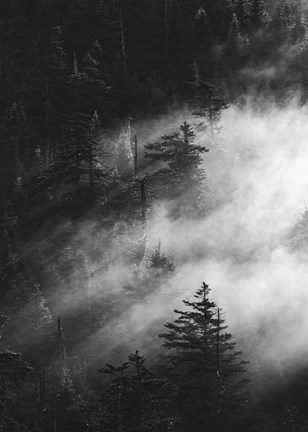 Framed Misty Pine Woods Print
