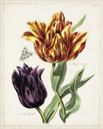 Framed Tulip Classics III Print
