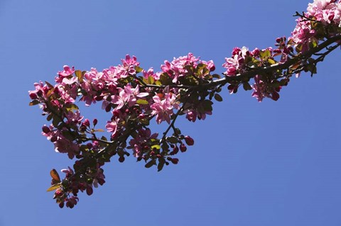 Framed Flowering Tree Branch, Blue Sky, North Carolina Print