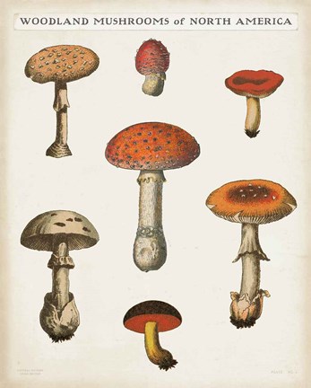 Framed Mushroom Chart III Light Print