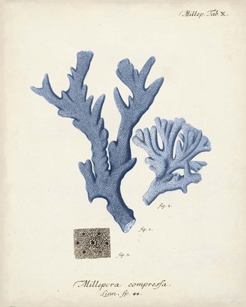 Framed Antique Coral in Navy I Print